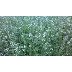 Rzodkiew oleista - 1kg
